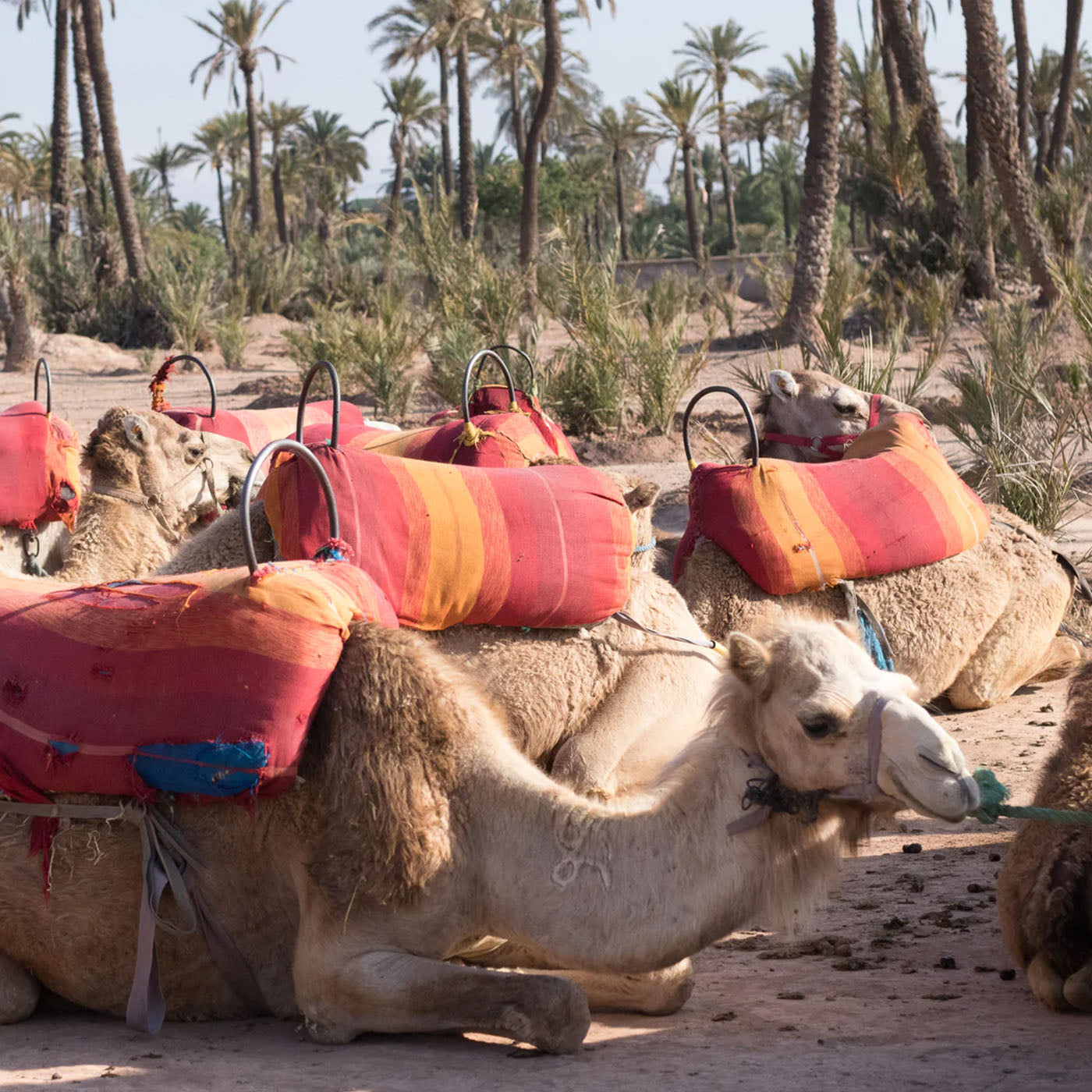 7 Tips for a magical experience in Morocco