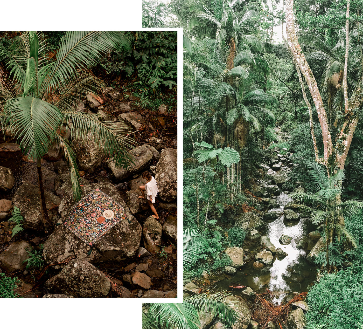 Rainforest Rescue